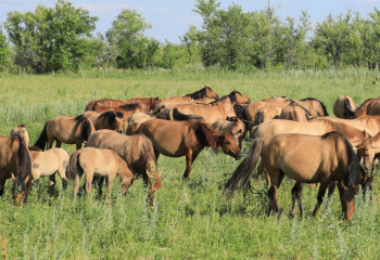 Scientific Institute of Horse Breeding and Fodder Production launched in Kazakhstan