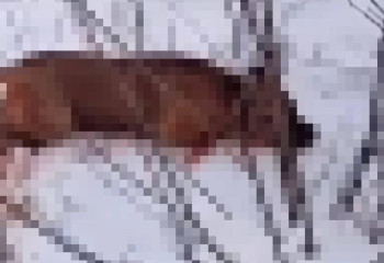 За ножевое нападение на собаку жителя Рудного задержала полиция