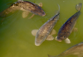 Қазақстанда акваөсірудің дамуын бақылайтын ақпараттық жүйе құралады