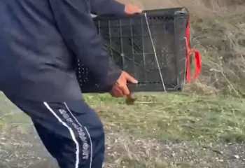 Шымкентте тұрғын арыстан абданын сатпақ болған