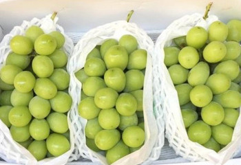 «Shine Muscat» жүзімі қауіпті ме? АШМ мәлімдеме жасады