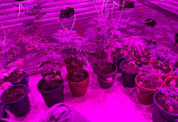 Нарколабораторию ликвидировали в Акмолинской области