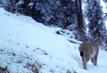 Қар барысы мен Түркістан сілеусіні фототұзаққа ілінді