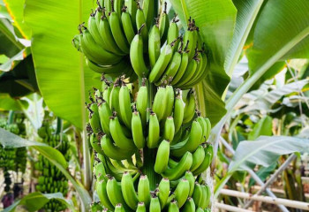 Тысячу тонн бананов в год выращивают в теплицах Туркестанской области