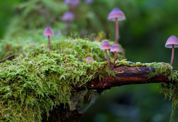 СҚО-да бірнеше орман шаруашылығы директорлары жауапқа тартылды