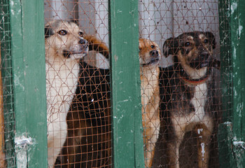Проблему бродячих животных попросили решить депутаты Мажилиса