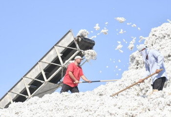 В Туркестанской области развивают хлопчатобумажный кластер
