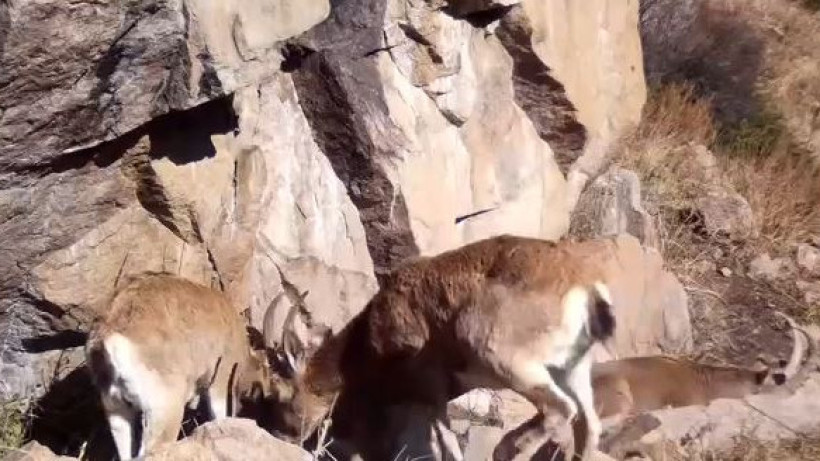  Орман шаруашылығы және жануарлар дүниесі комитеті 