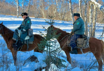 Охрану хвойных лесов усилили в Катон-Карагайском парке