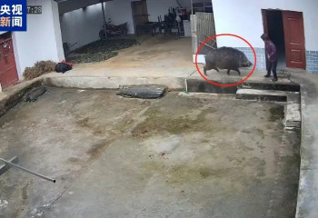 Қытайда егде жастағы әйелді қабан мерт қылды