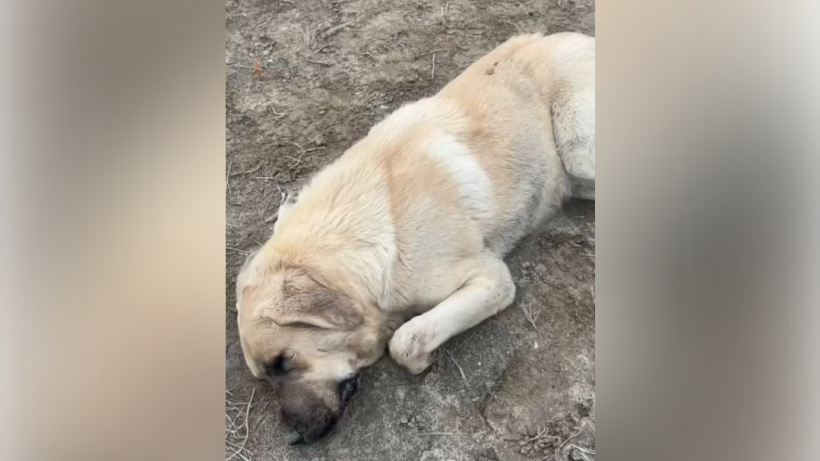  instagram/abdulla_kzkz 