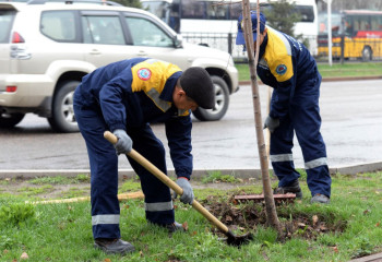 В Алматы высадят 17 тысяч крупномерных деревьев для улучшения городской экологии