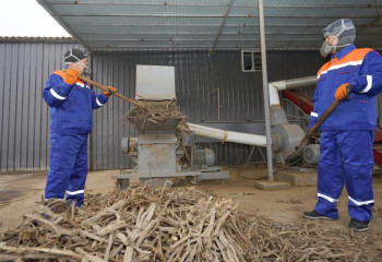 Жетісайда мия өсімдігін өңдейтін ерекше кәсіпорын іске қосылды