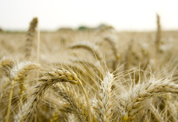 Қазақстан дәнді дақылдардың экспорттық нарықтарын кеңейтті