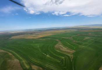 Рекордный урожай зерновых в Казахстане: диверсификация посевов и рост льготного финансирования