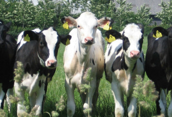 Елімізде мал басы артты