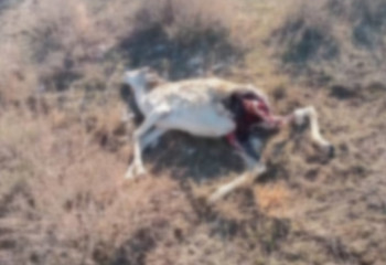 В Атырауской области обнаружены погибшие сайгаки