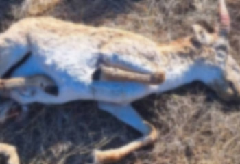 Слухи о продаже мяса погибших сайгаков в Атырауской области не подтвердились