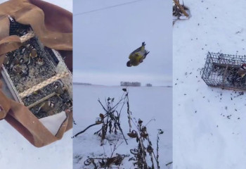 В Акмолинской области задержан браконьер с крупной партией диких птиц