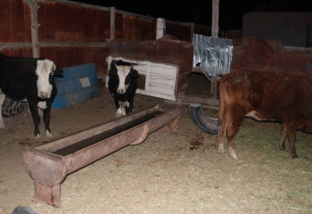 Скотокрадов задержали в Кызылорде