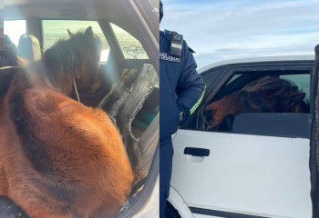 На трассе в Караганде задержали машину с живой лошадью внутри