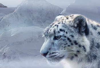 БҰҰ Бас ассамблеясы Халықаралық қар барысы күнін ресми түрде бекітті