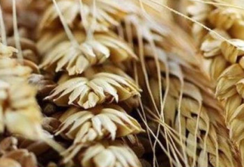 Қазақстан Тәжікстанға 1 млн тоннадан астам астық жеткізді