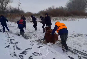 К застрявшим на льду коровам пришли на помощь спасатели