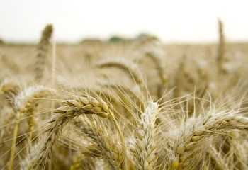 Тәжікстанға 1 млн тоннадан астам астық экспортталды