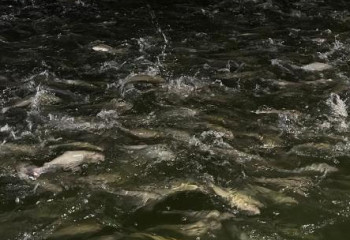 Проект рыбного комплекса в Алматинской области будет получать 10 тысяч тонн рыбы в год