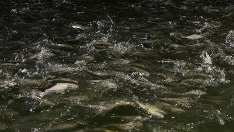  © Министерство сельского хозяйства РК 