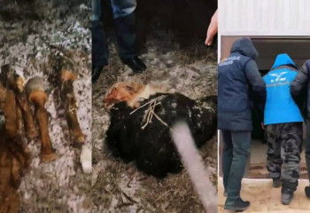 БҚО-да мал ұрлығына қатысты екі күдікті ұсталды