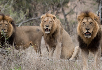 Өзбекстандағы зообақта үш арыстан күзетшіні талап өлтірді