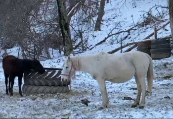 В Туркестанской области полицейские нашли 16 пропавших лошадей и вернули их владельцу