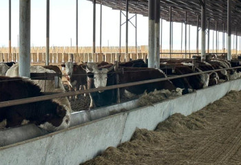 В ЗКО запущена откормочная площадка на 15 тысяч голов КРС