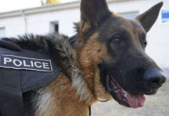 Служебный пес Лекки: лучший помощник полиции Жамбылской области в 2024 году