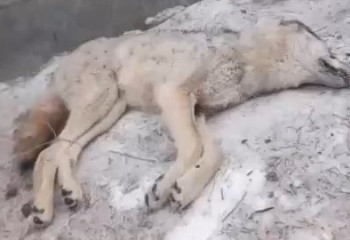 В Атырауской области волк напал на мужчину