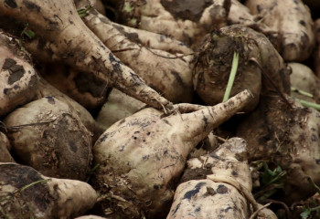 Елімізде қант қызылшасын жинау науқаны аяқталды