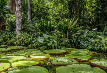 Амазон орманында бұрын беймәлім болған 27 түрлі тіршілік иесі табылды