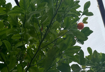 Экзотика казахстанской земли: в области Абай школьники выращивают тропические фрукты