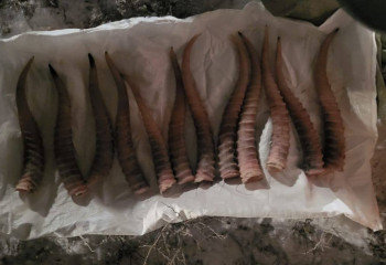 Туши и рога сайгаков обнаружили у браконьеров в Кызылординской области