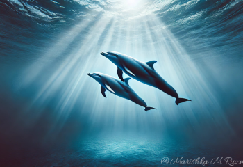 Экологическая катастрофа в Чёрном море: найдено 11 мёртвых краснокнижных дельфинов