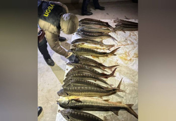 В Мангистау полицейские пресекли незаконный оборот осетров и икры