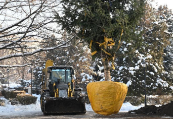 Алматыда биіктігі 6 метрден асатын қылқан жапырақты ағаштар отырғызылды