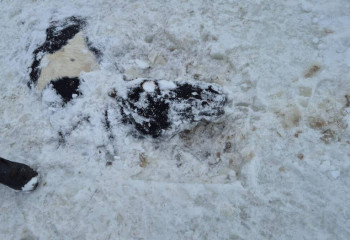 В Карагандинской области утонули 47 лошадей: трагедия на замерзшем озере