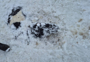 Қарағанды облысында 47 жылқы мұз астында қалды