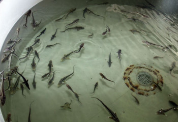 Маңғыстау облысында 600 адам балық аулаумен айналысады