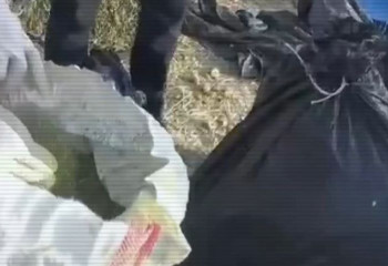 Жамбыл облысында шөп астынан 100 кг марихуана анықталды