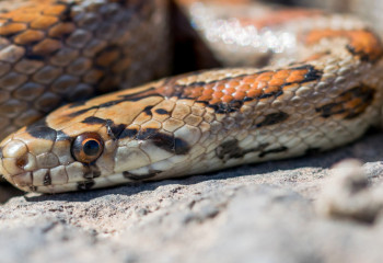 Жыландар туралы қызықты мәліметтер
