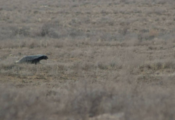 Редкий медоед запечатлен в Устюртском заповеднике